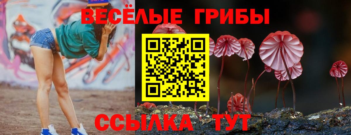 Сокол  Псилоцибиновые грибы Cubensis  Вход с VPN  Псилоцибиновые грибы Cubensis 
